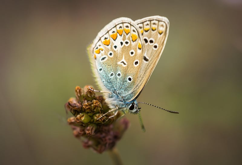 Time Butterfly